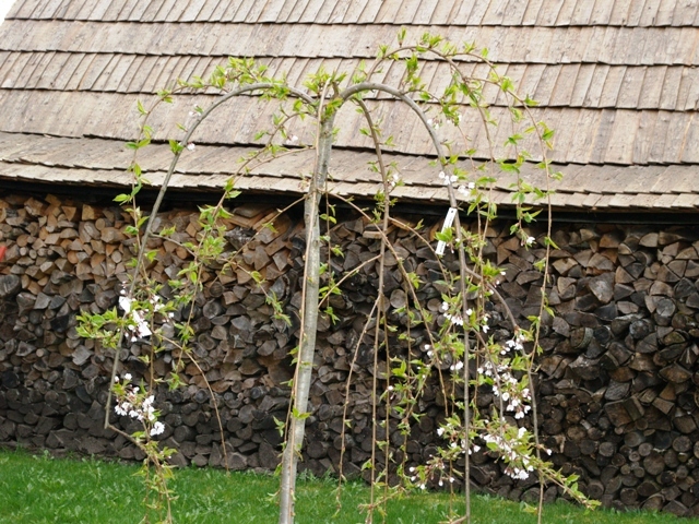 Prunus subhirtella 'Pendula'