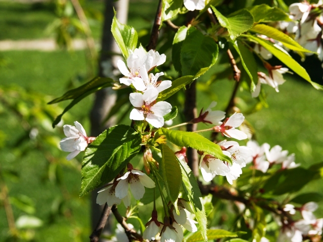 Prunus subhirtella 'Pendula'