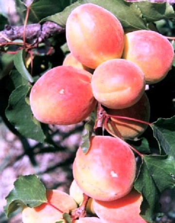 Prunus armeniaca 'mix'