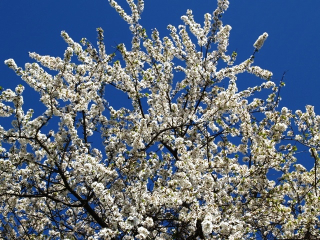 Prunus cerasifera 