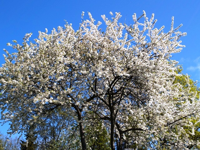 Prunus cerasifera 