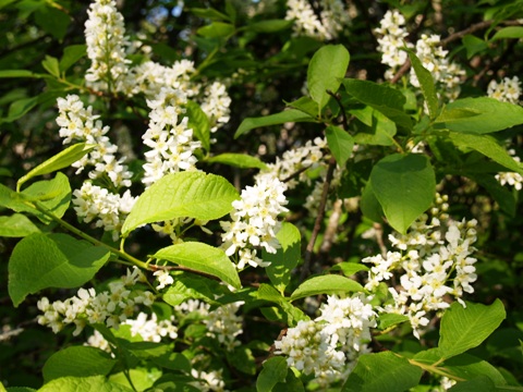 Prunus padus 