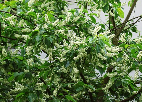 Prunus serotina 