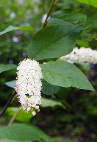 Prunus virginiana 