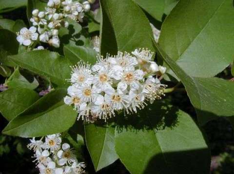 Prunus virginiana 