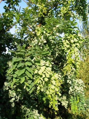 Robinia pseudoacacia 'Tortuosa'