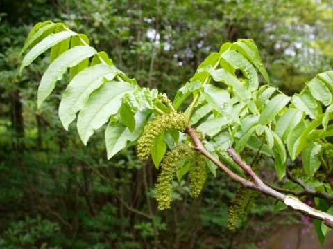 Pterocarya fraxinifolia 