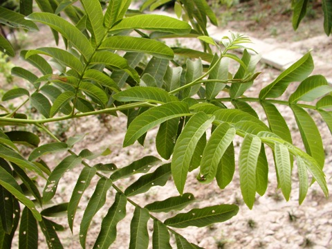 Pterocarya stenoptera 