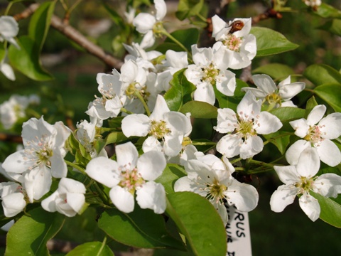 Pyrus communis 'Pepi'