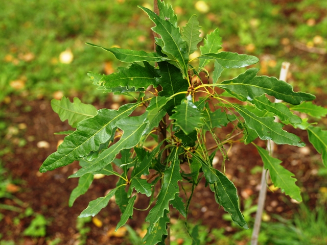 Quercus petraea 'Insecata'