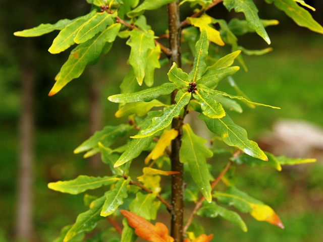 Quercus robur 'Antoni Medrzycki'