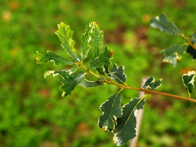 Quercus robur 'Argenteomarginata'