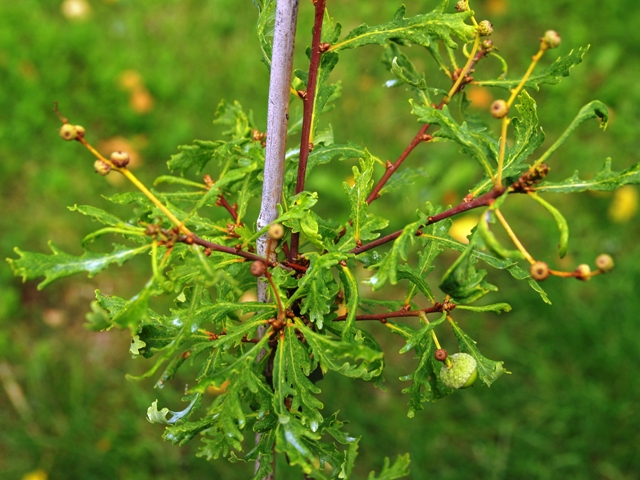 Quercus robur 'Hentzei'