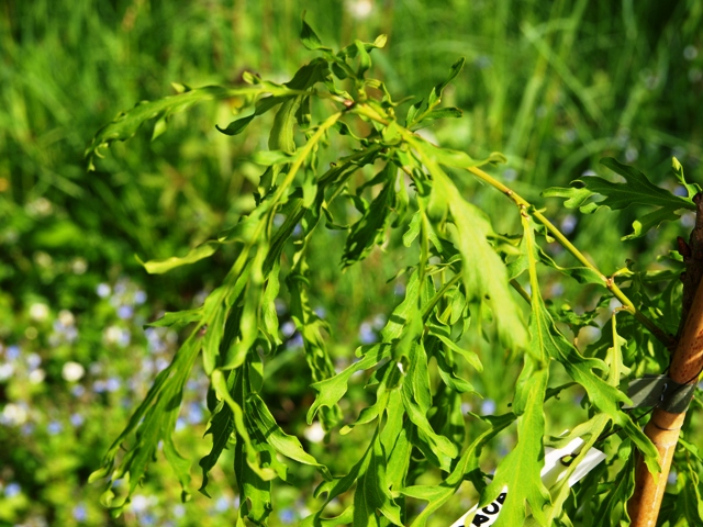 Quercus robur 'Laciniata'