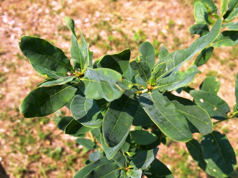 Quercus robur 'Salfast'