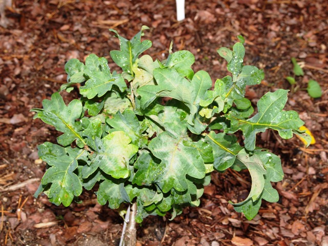 Quercus robur 'Tromp Dwarf'