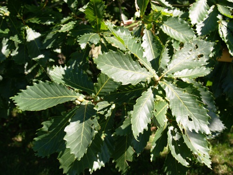 Quercus mongolica 
