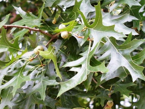 Quercus palustris 