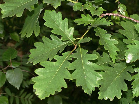 Quercus petraea 