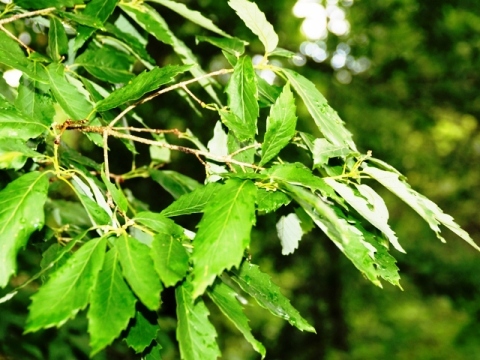 Quercus serrata 
