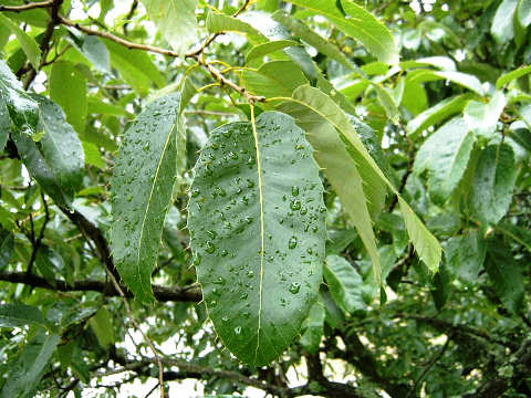 Quercus variabilis 