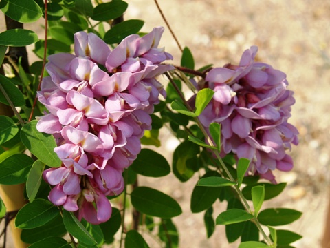 Robinia hartwigii 