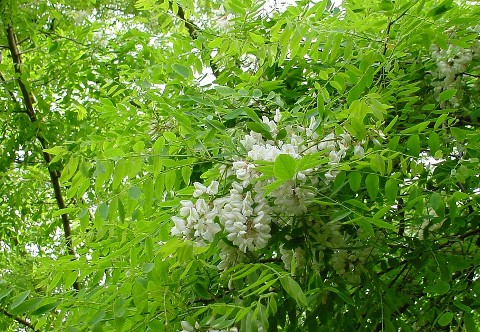 Robinia pseudoacacia 