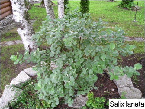 Salix lanata 