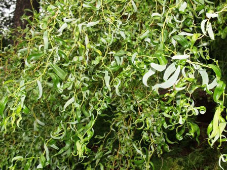 Salix babylonica(var. pekinensis) 'Tortuosa'