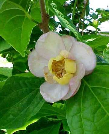 Sinocalycanthus chinensis 