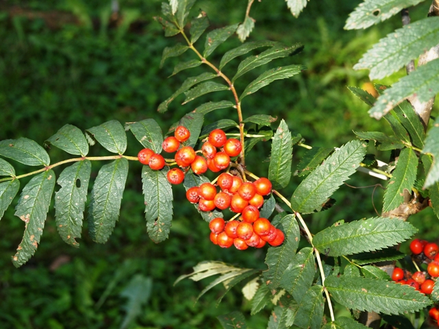 Sorbus aucuparia 'Rossica Major'