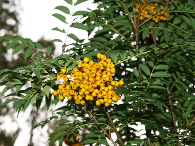 Sorbus aucuparia 'Autumn Spire® '