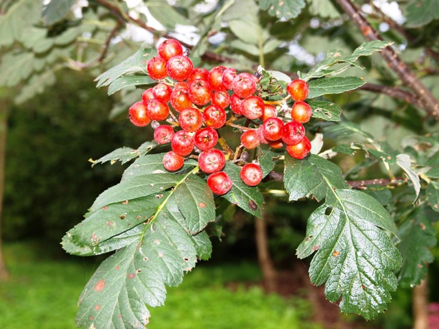 Sorbus hyb. 'Gibbsii'