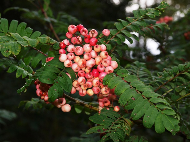 Sorbus hyb. 'Pink Veil'