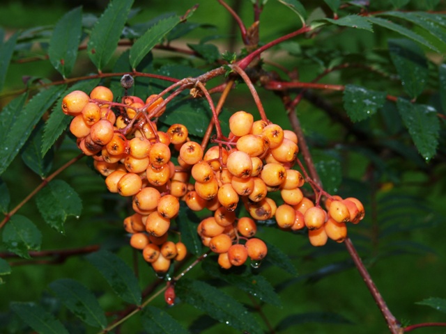 Sorbus hyb. 'Red Tip'