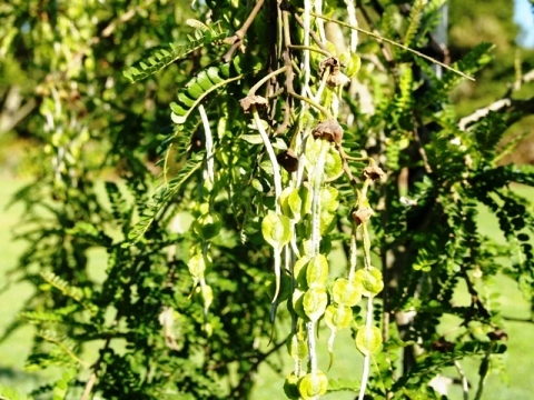 Sophora microphylla 