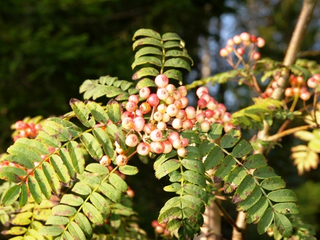 Sorbus hyb. 'Pink Veil'