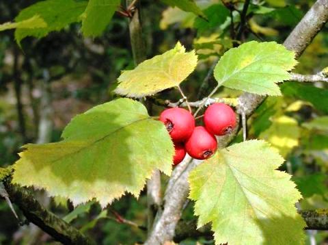 Sorbus torminalis 