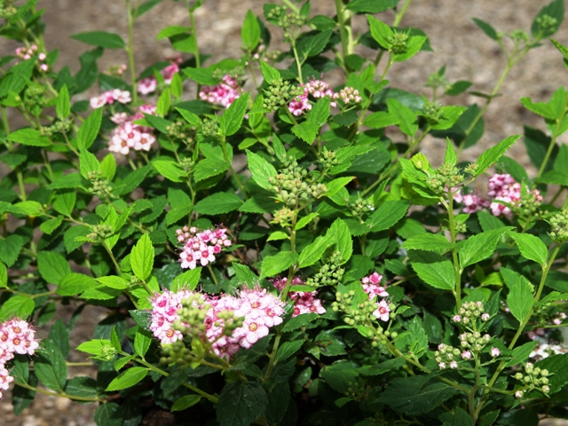 Spiraea japonica 'Little Princess'