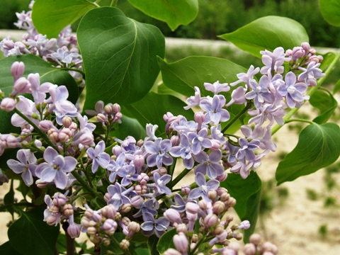 Syringa vulgaris 'Niebo Moskwy'