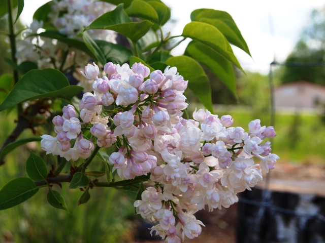 Syringa vulgaris 'Beauty of Moscow®  '