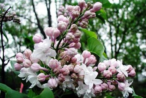 Syringa vulgaris 'Beauty of Moscow®  '