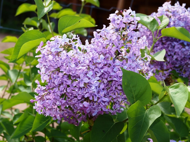 Syringa vulgaris 'Gaizinkalns'