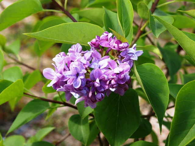 Syringa vulgaris 'Maximowicz'