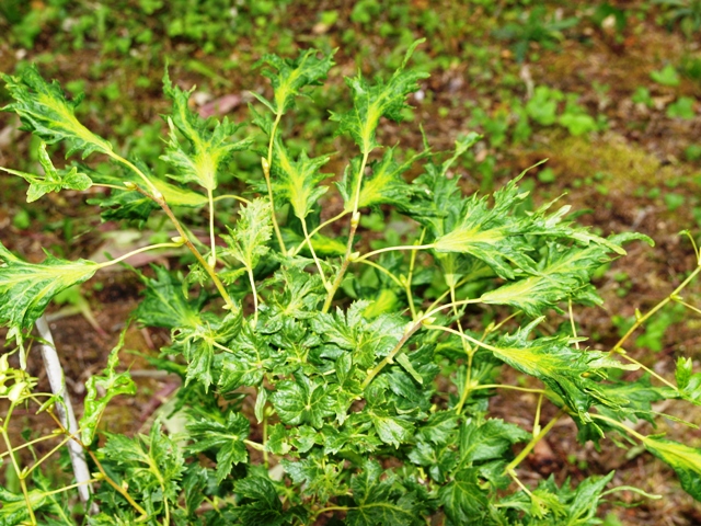 Tilia platyphyllos 'Laciniata'