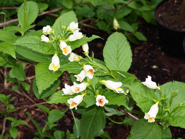 Weigela middendorffiana 