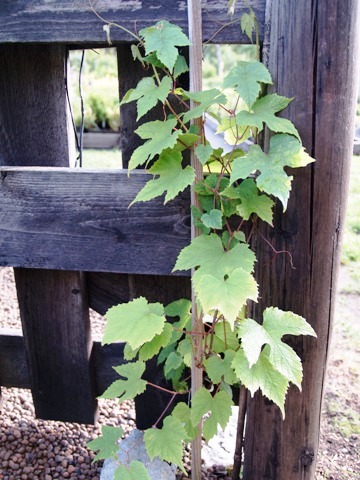 Vitis amurensis 