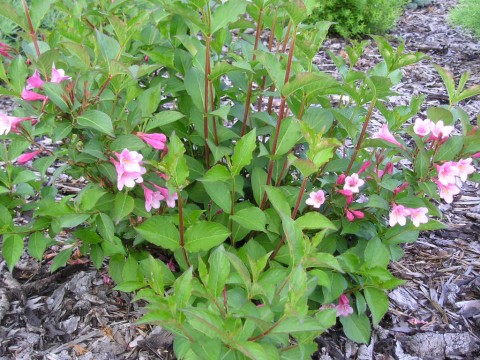 Weigela florida 'Eva Rathke'