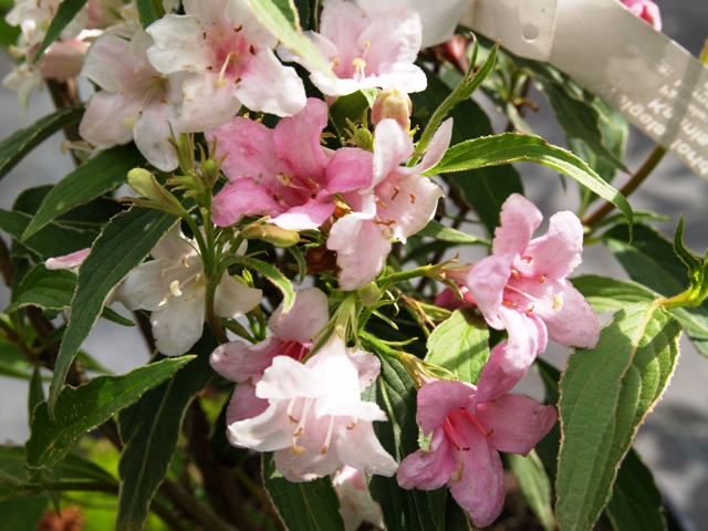 Weigela florida 'Variegata'