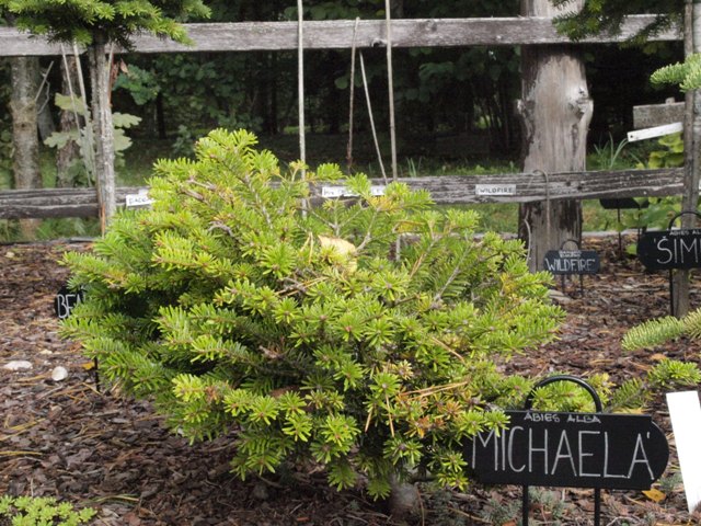 Abies alba 'Michaela'